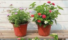 燕郊画室爆料视频最新,艺术教育行业背后的真相