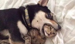 巨猫官方最新爆料英剧猫,英剧猫背后的神秘故事