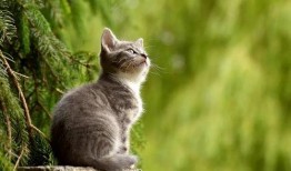 巨猫官方最新爆料英剧猫,英剧猫背后的神秘故事
