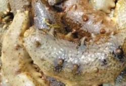 海参哥最新爆料图片大全,图片大全揭秘幕后真相