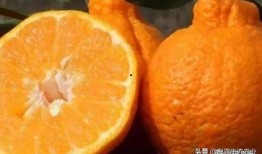 橘子最新爆料,揭秘娱乐圈最新热点事件