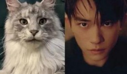 巨猫官方最新爆料英剧猫,英剧猫背后的神秘故事